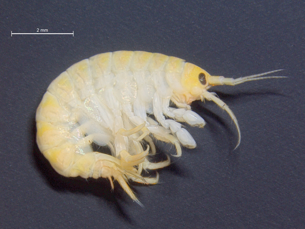 Gmelinoides fasciatus